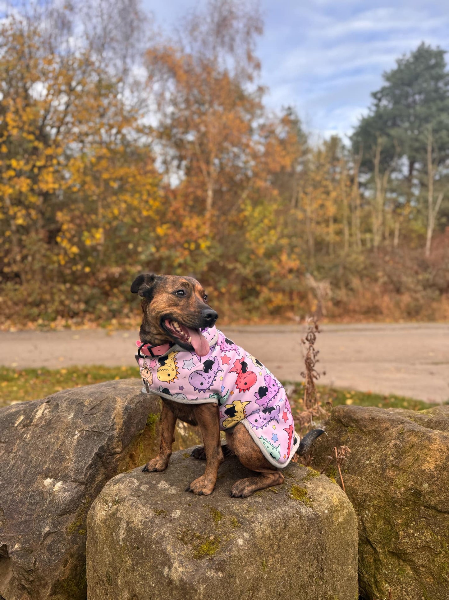 Dog Softshell Coat