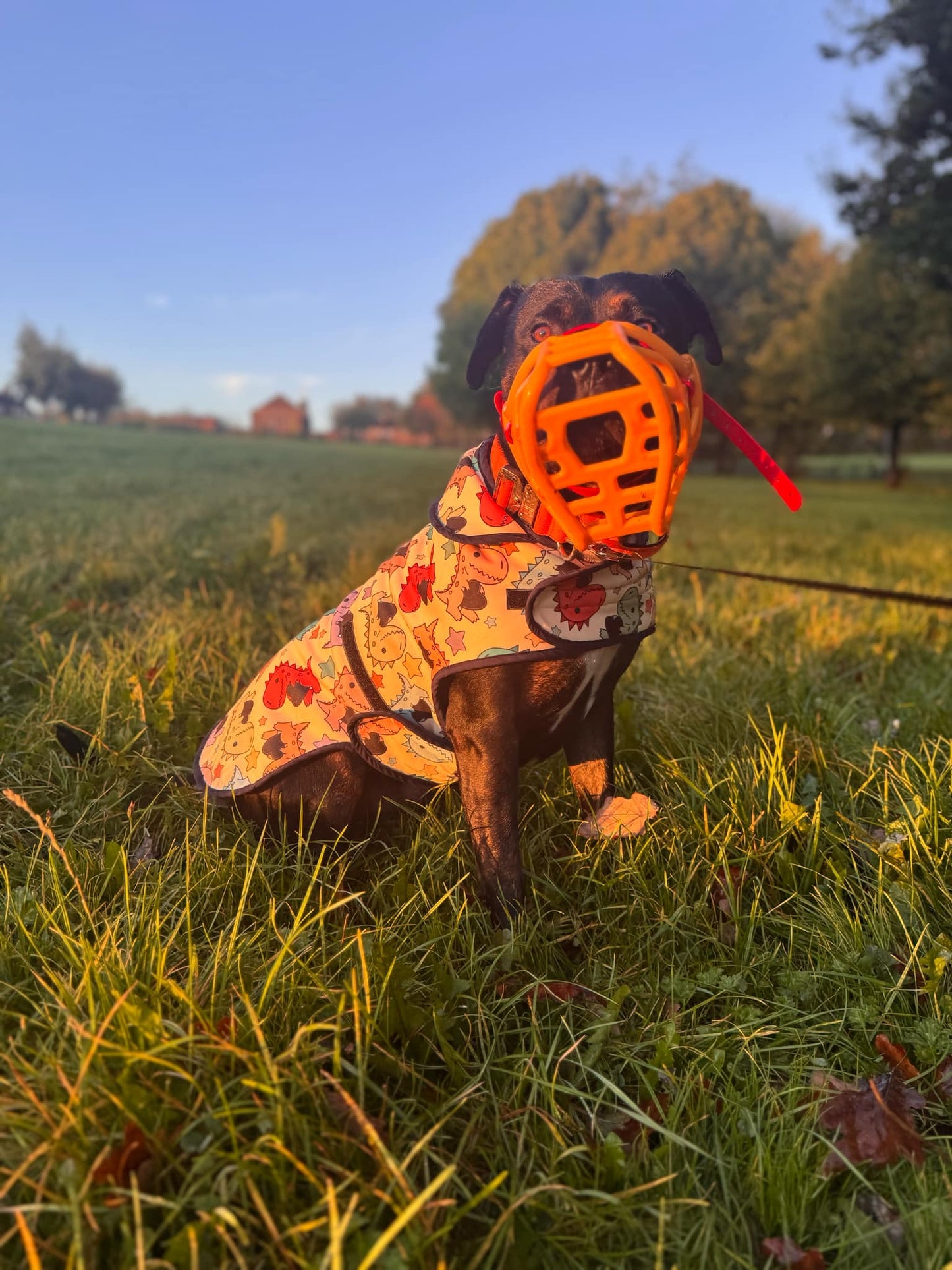 Dog Softshell Coat