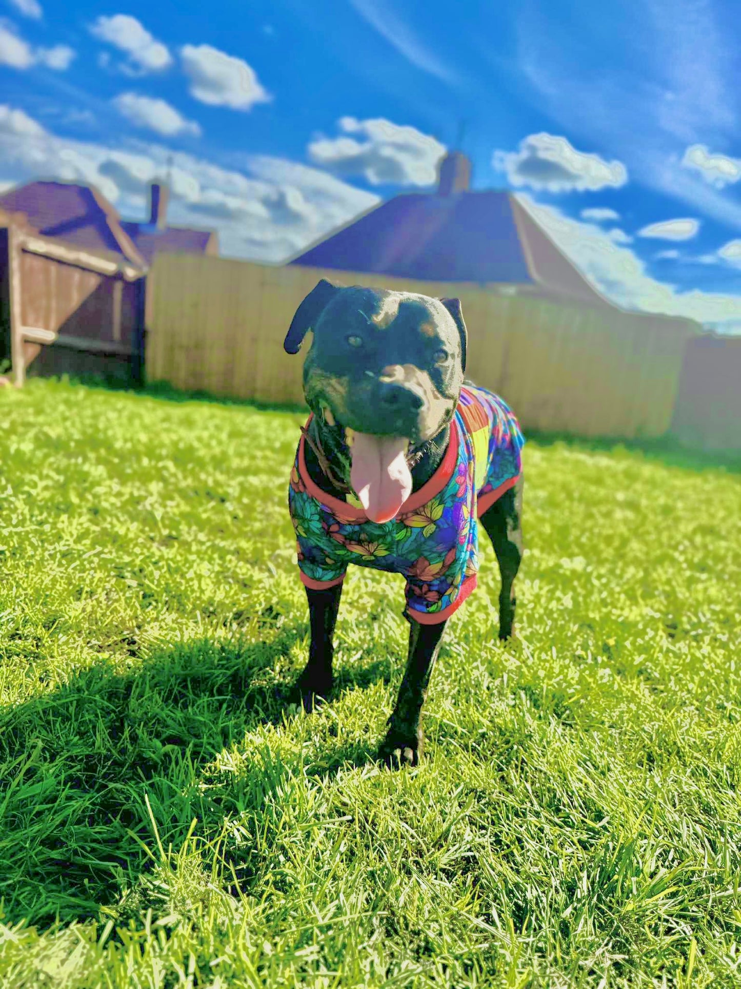 Dog hoodie/jumper
