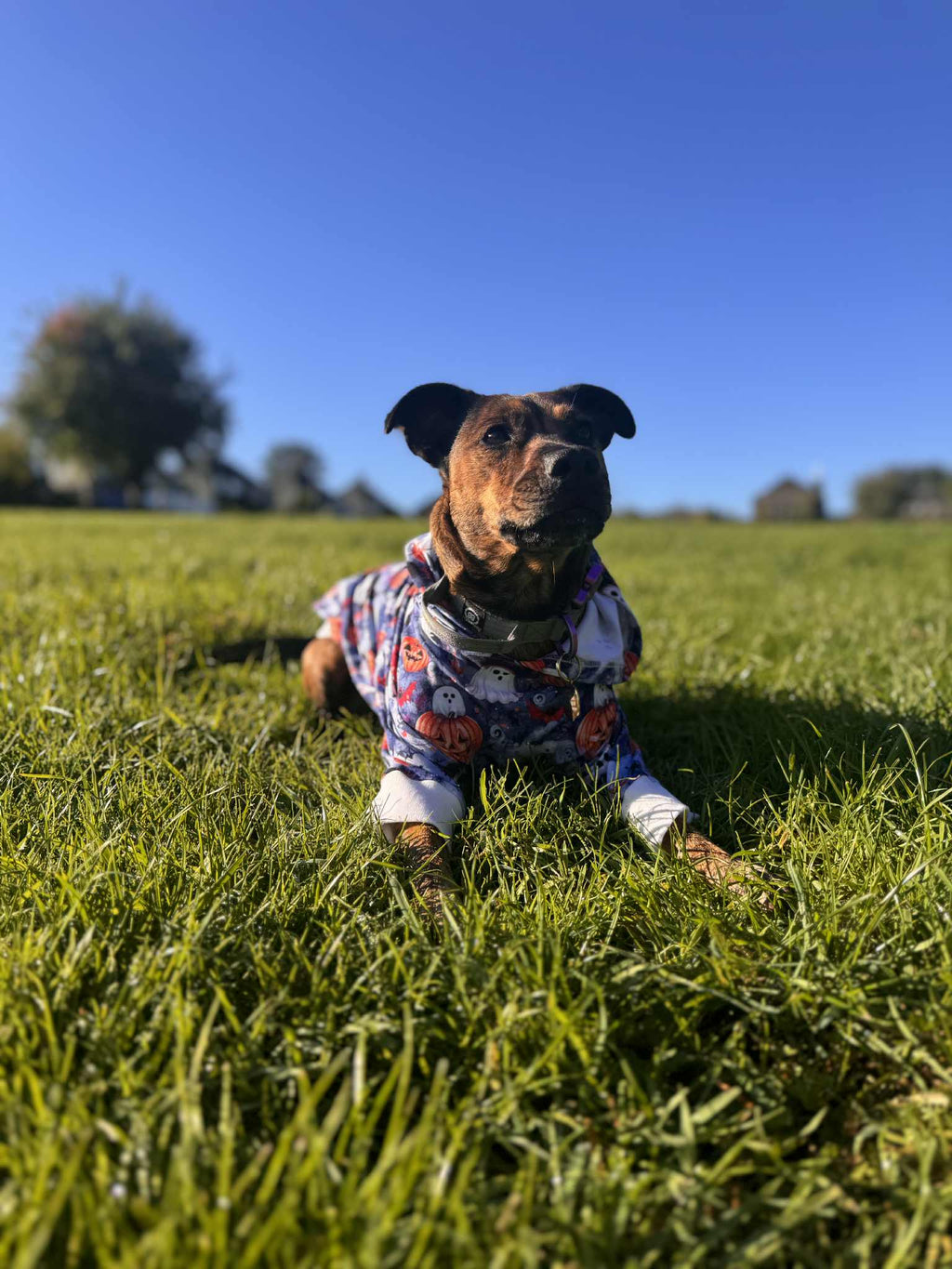 Dog hoodie/jumper