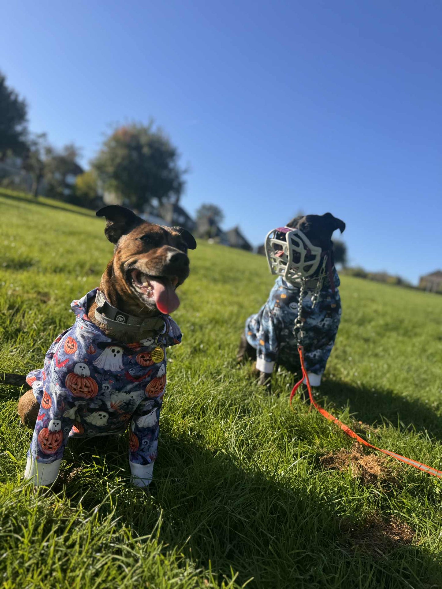 Dog hoodie/jumper