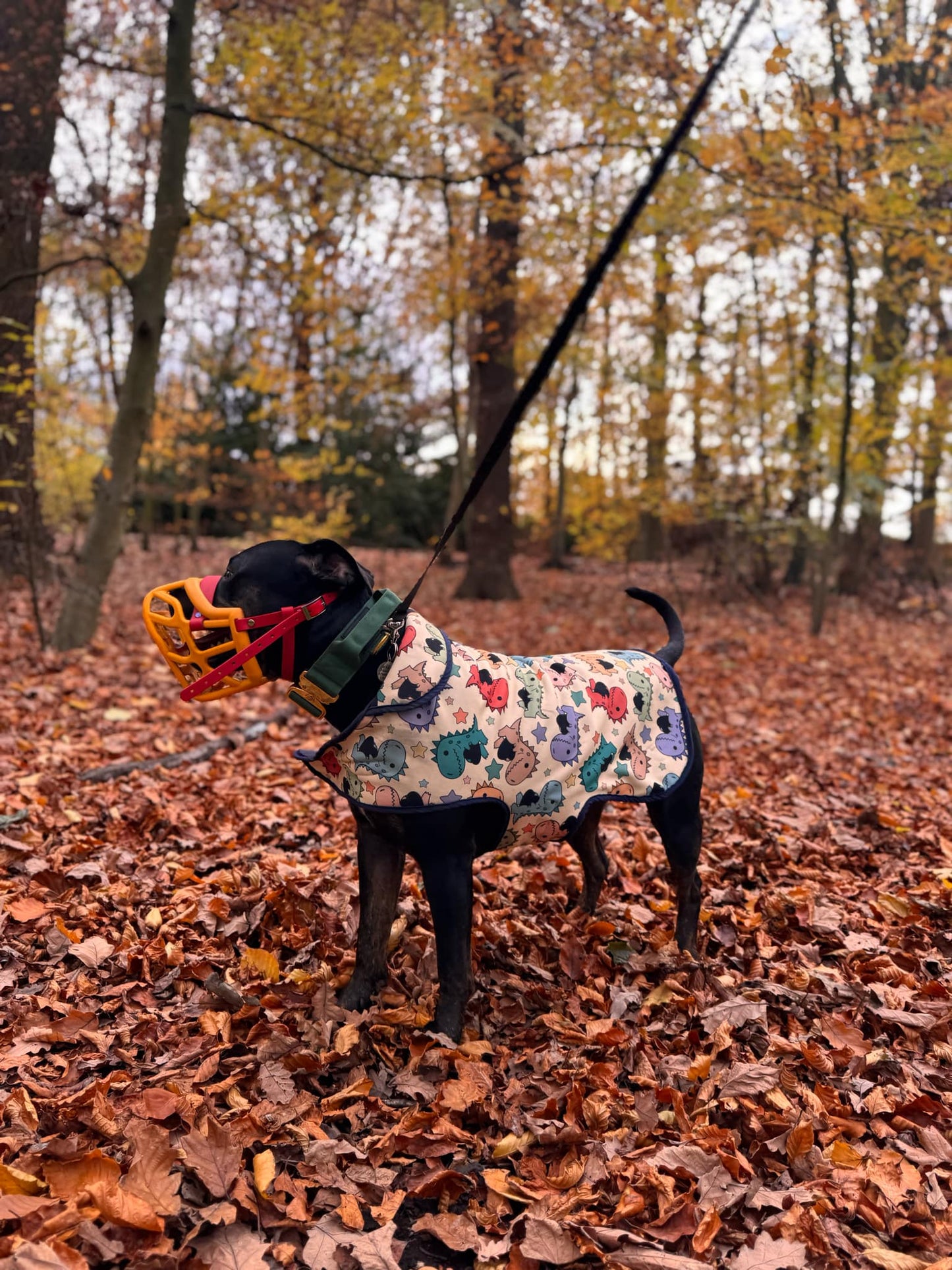 Dog Softshell Coat