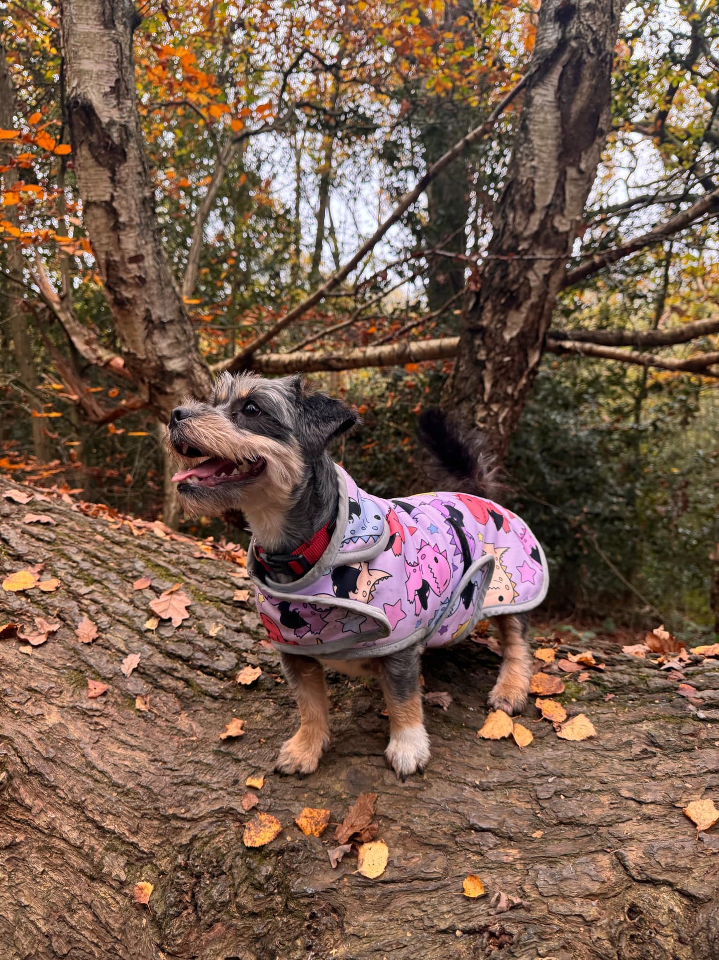 Dog Softshell Coat